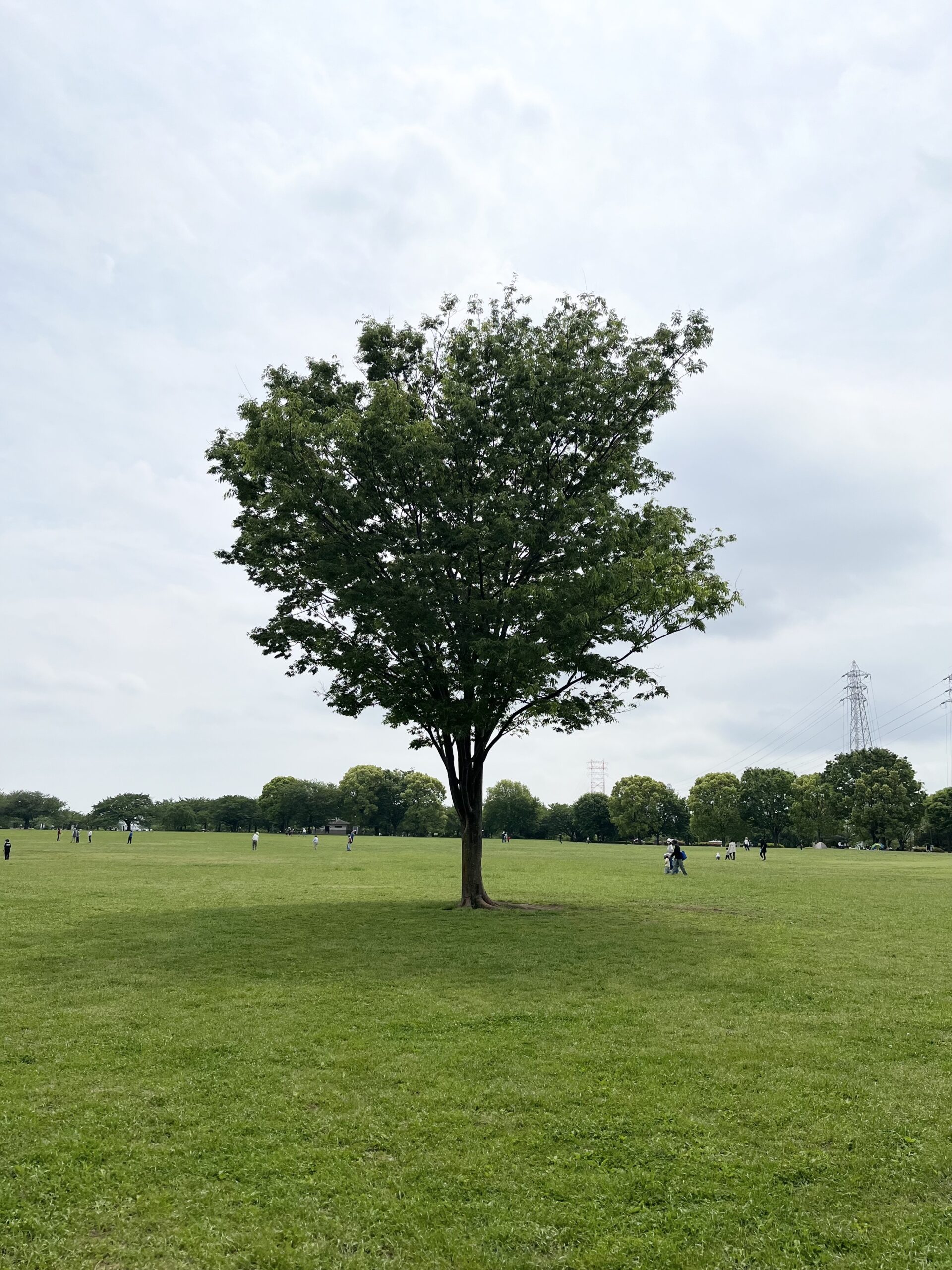 5/4のBigTree（大島小松川公園）