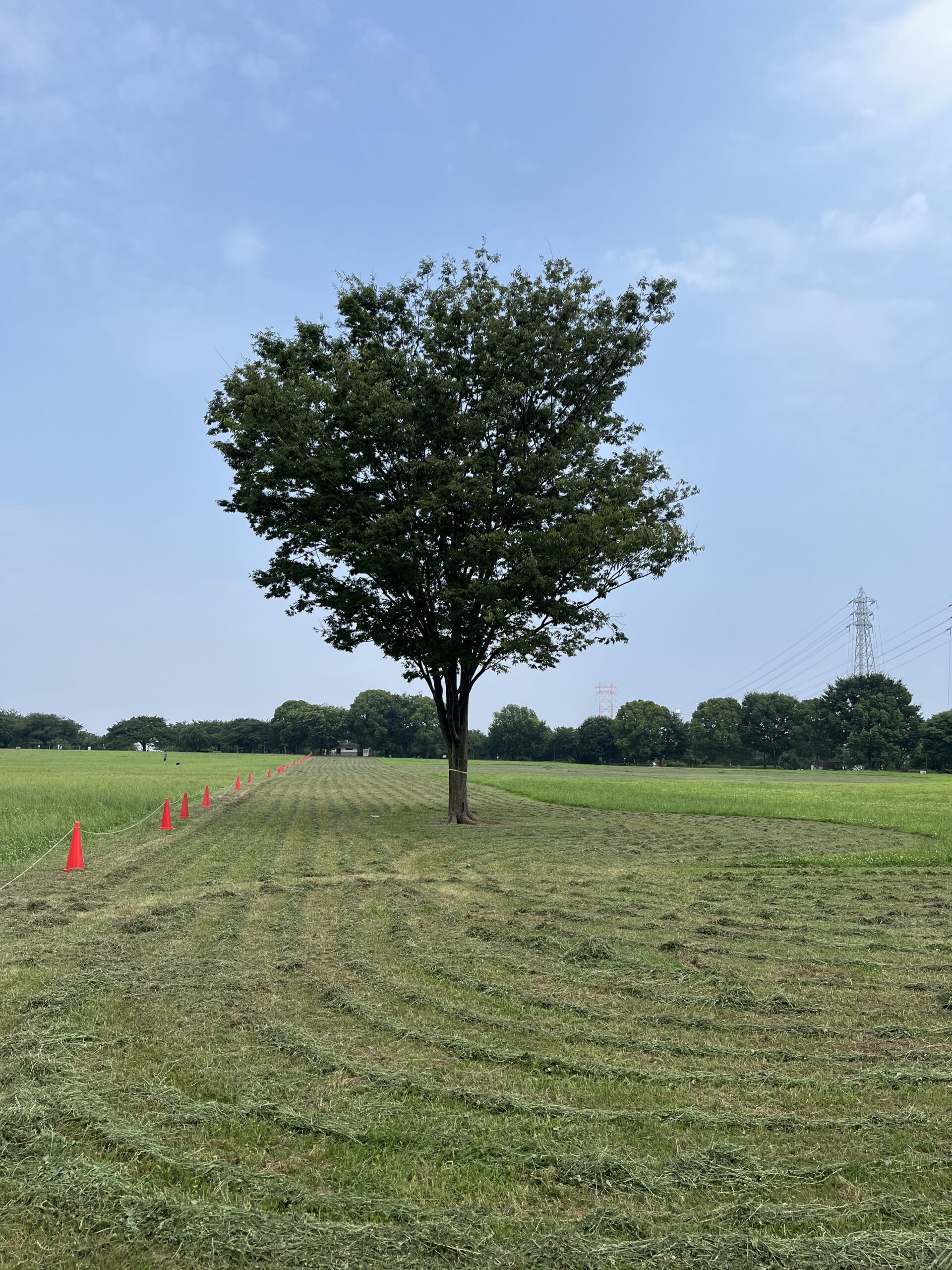 7/7のBigTree（大島小松川公園）