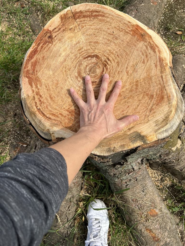 10/23(木)BigTree伐採の日（大島小松川公園）